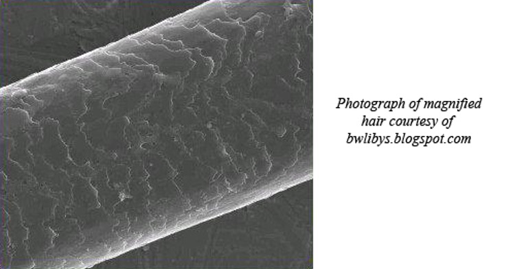 Horse hair under microscope showing ridges