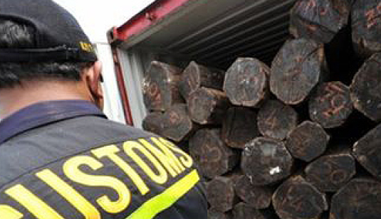 Photograph of stacked logs of bony
